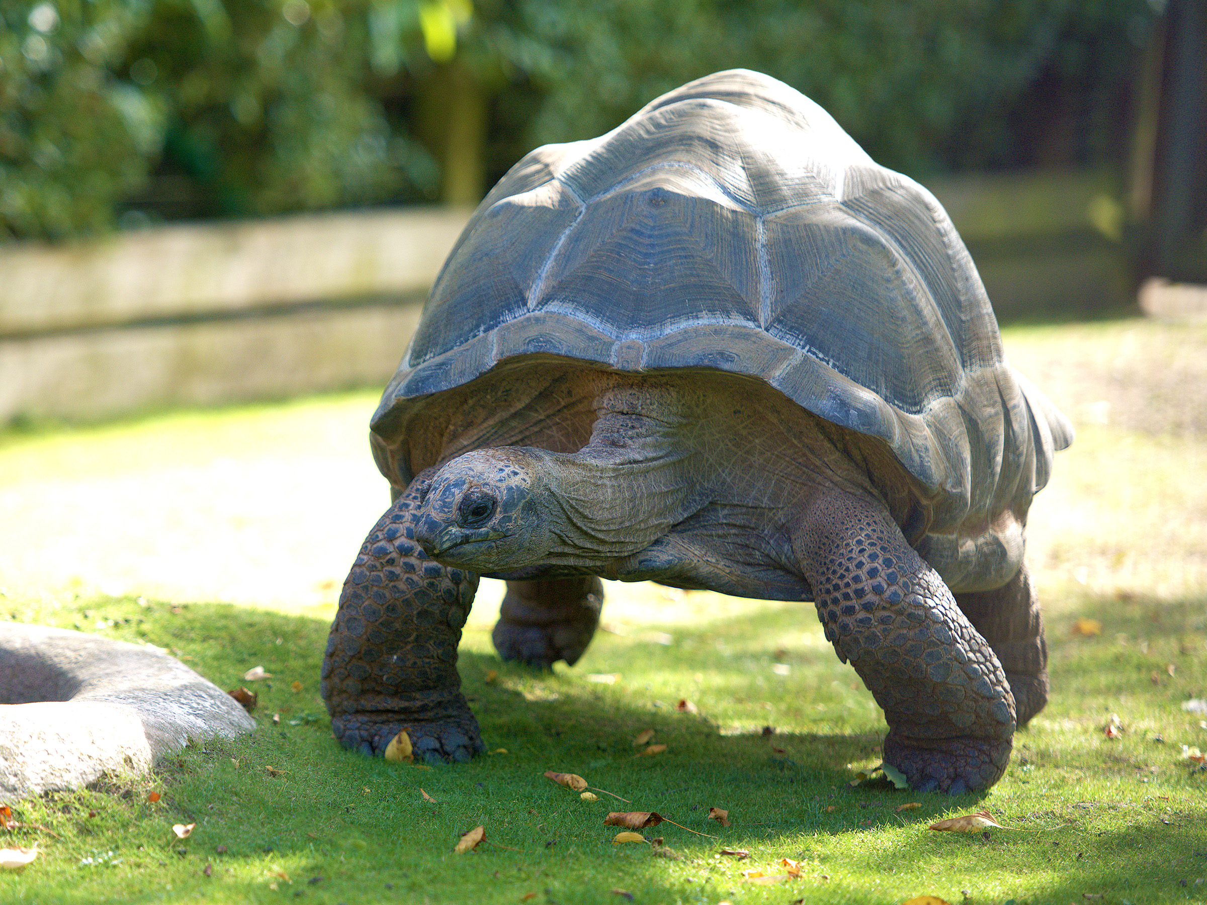 Walking Giants - Colchester Zoological Society
