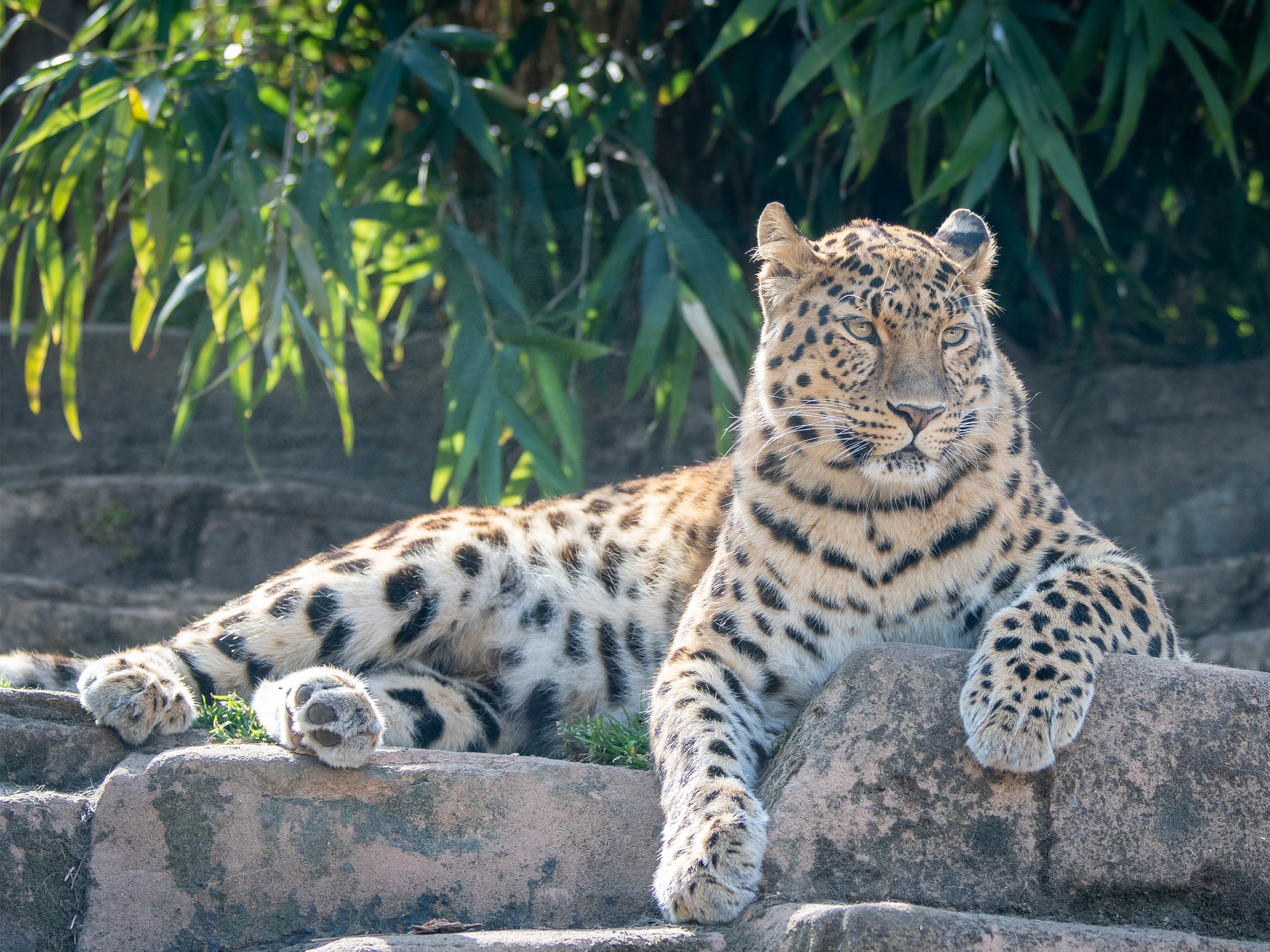 Book Your Tickets - Colchester Zoological Society