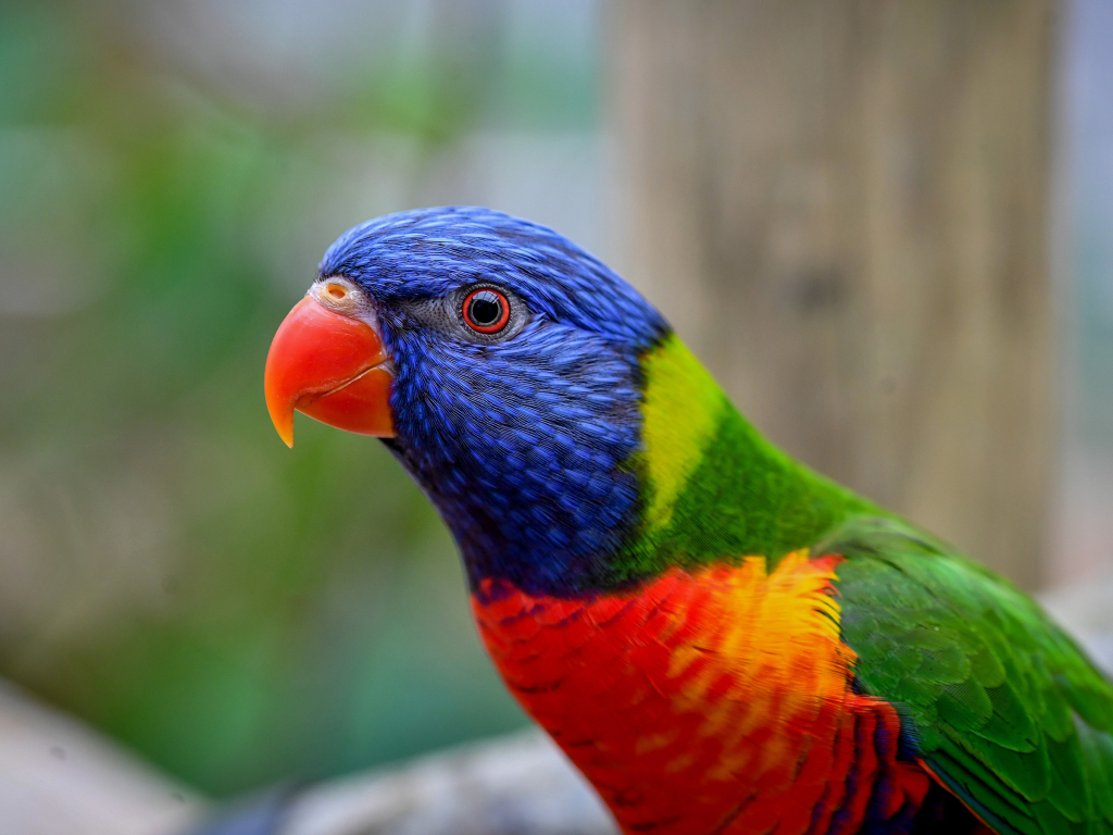 Australian rainbow lorikeet