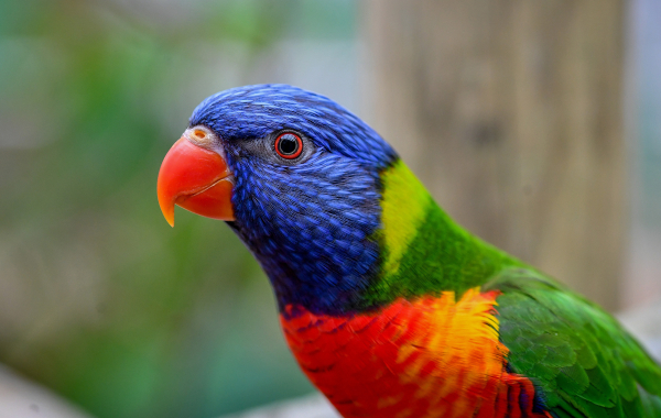 Australian rainbow lorikeet