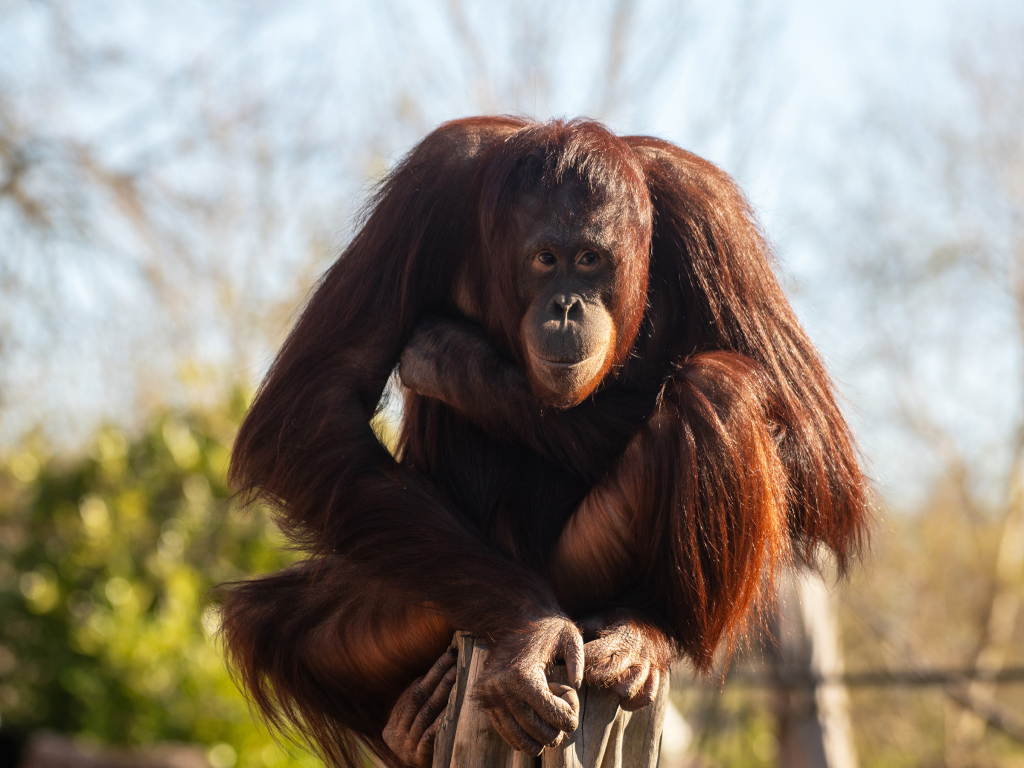 Bornean orangutan