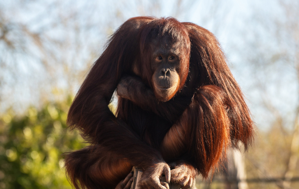 Bornean orangutan