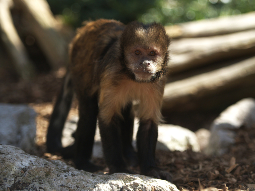 Buff-headed capuchin