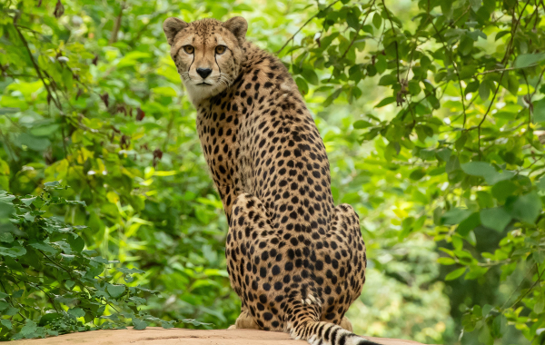 Cheetah