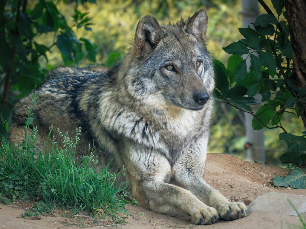 Eurasian grey wolf