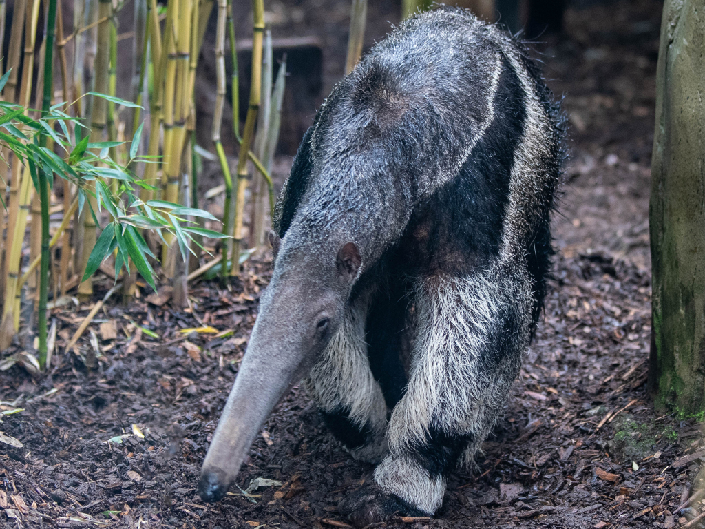 Giant anteater