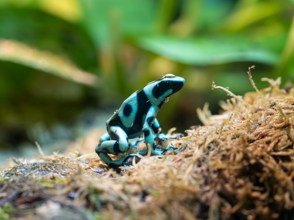 Poison dart frog