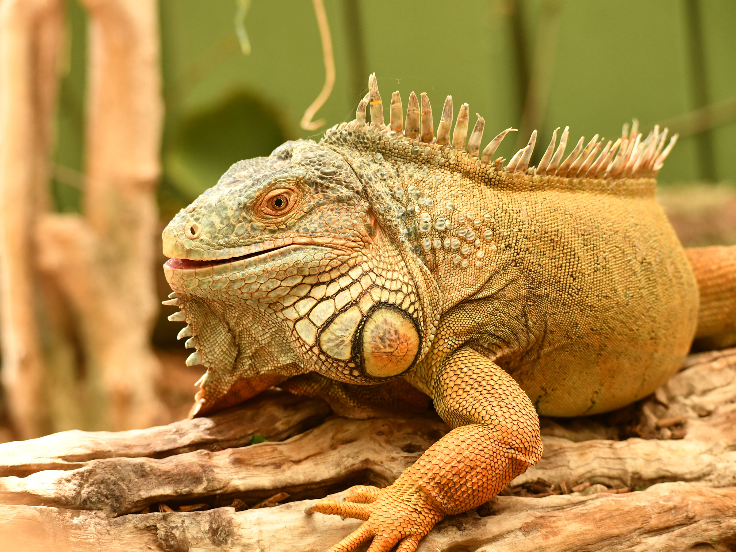 Iguana Iguana
