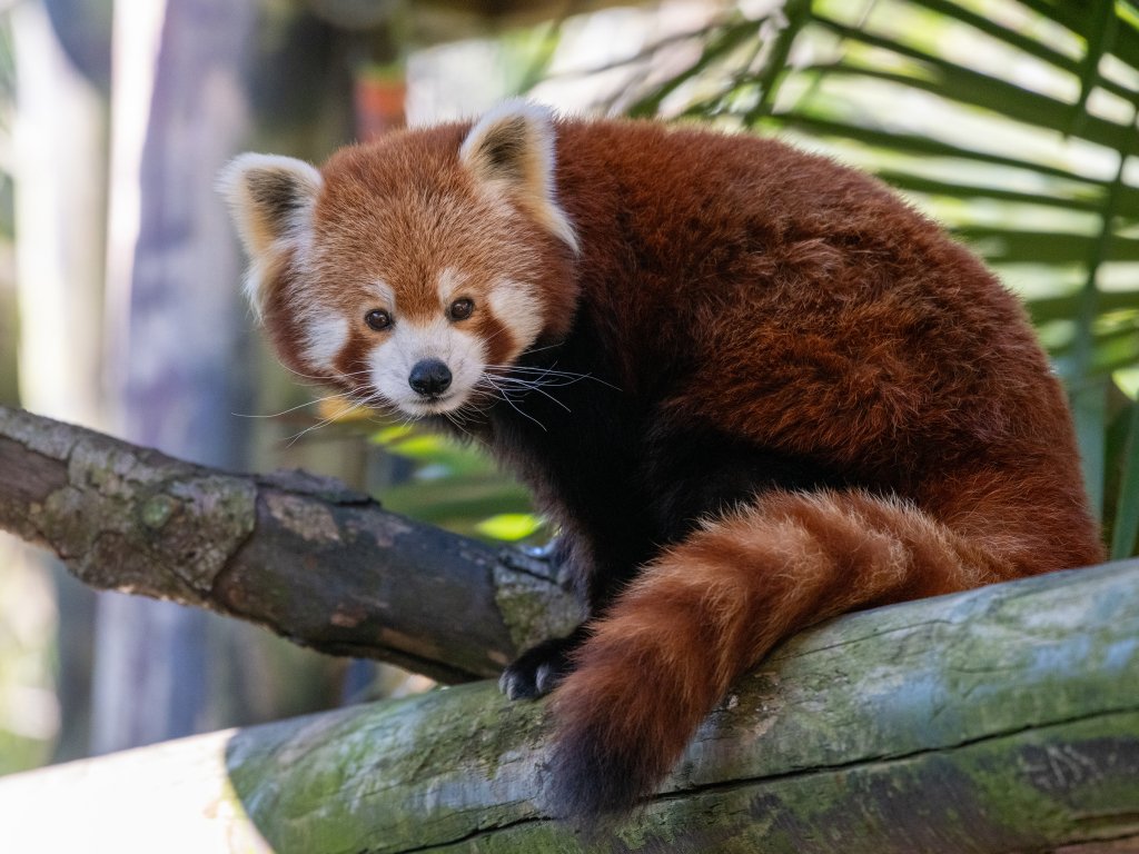 Red panda