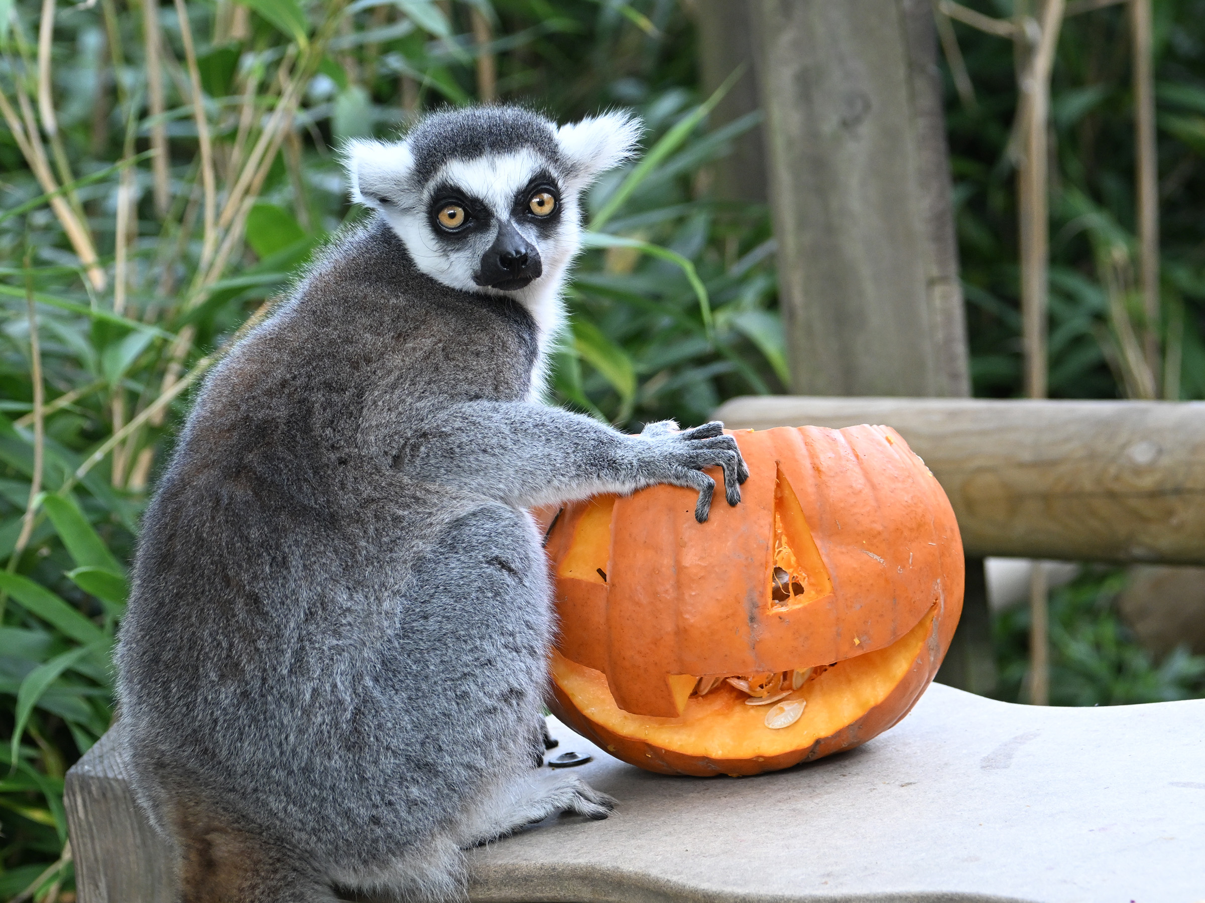 Shriek-Week-Lemur.jpg