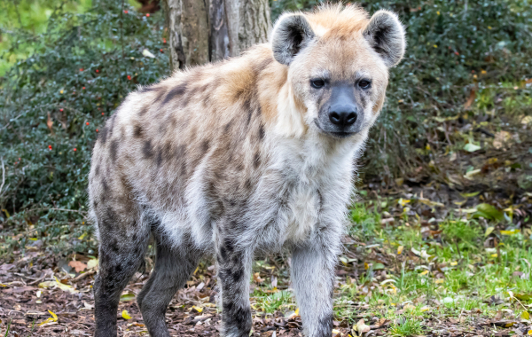 Spotted hyena