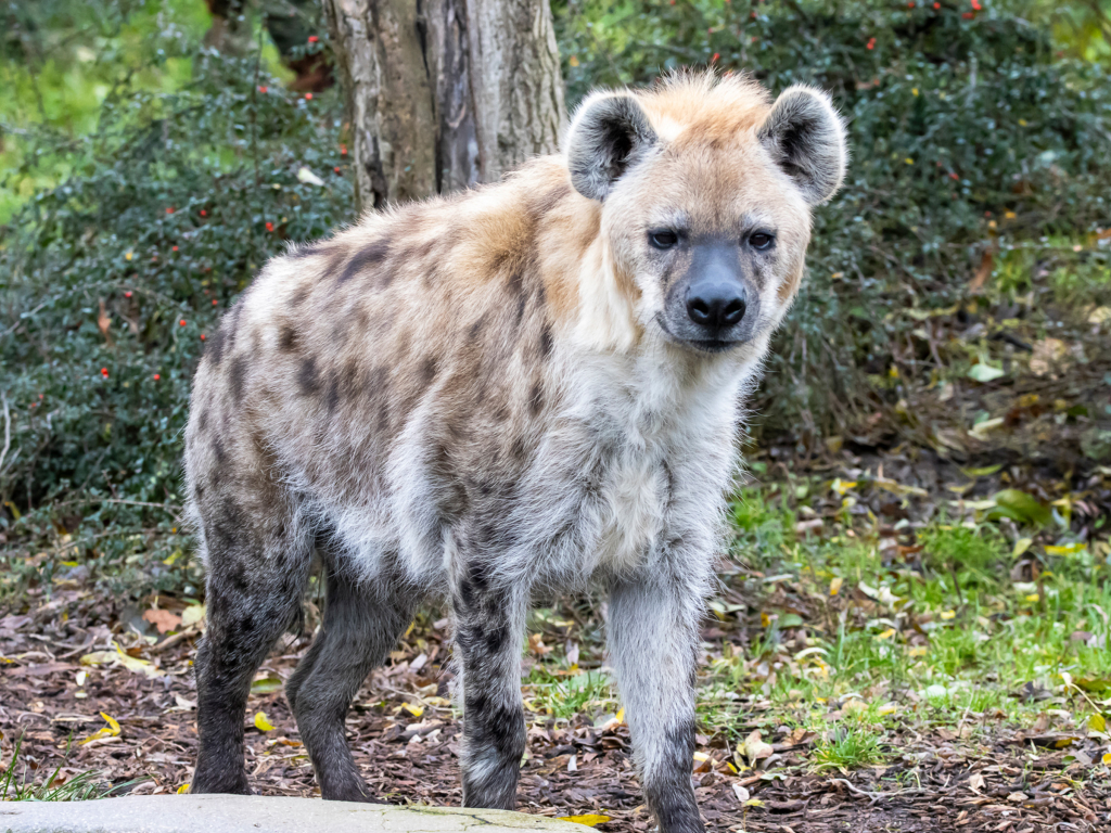 Spotted hyena