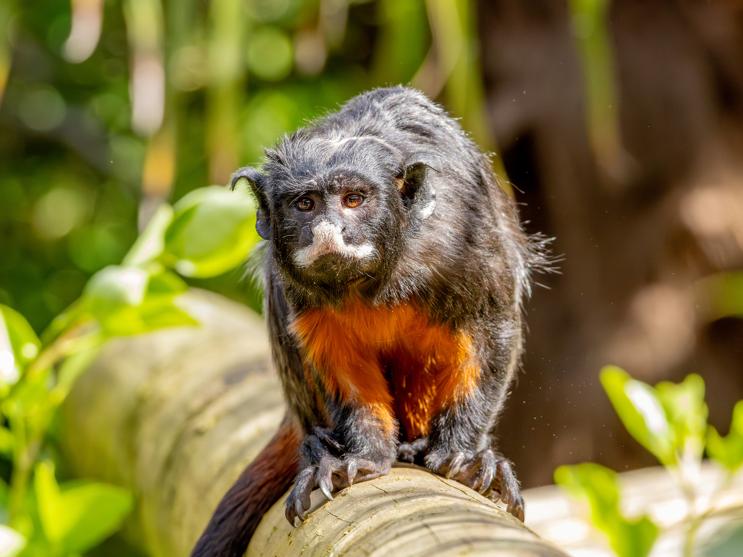 moni moni ANIMALS ブラックたぴおか Worlds Apart - Colchester Zoological Society
