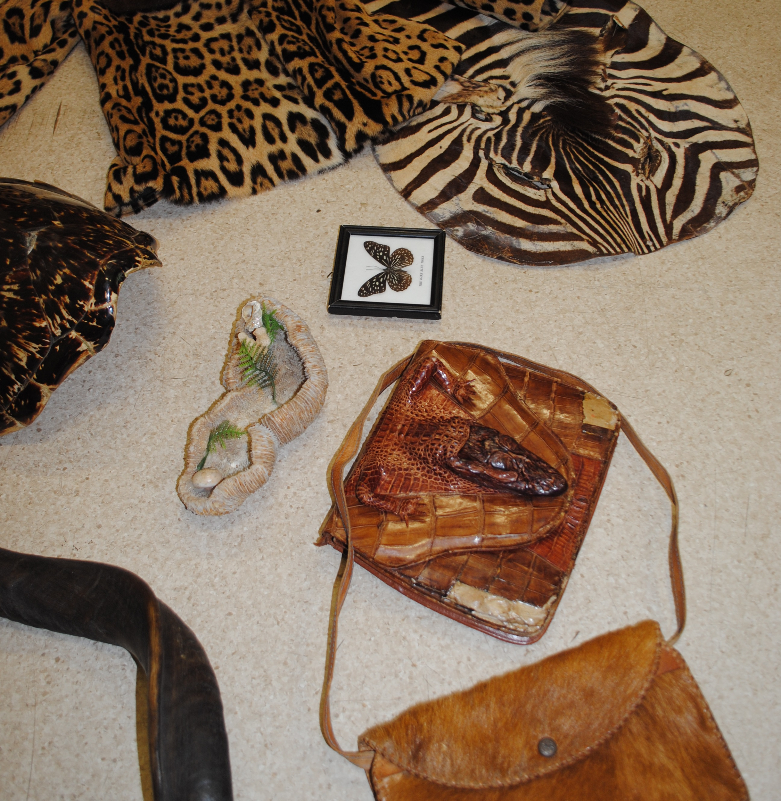 Natural History teaching collection biofacts