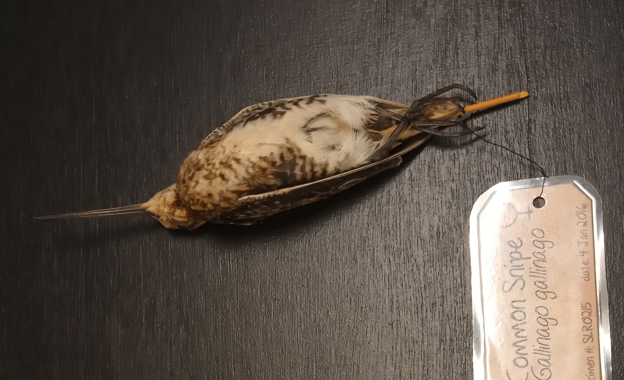 scientific bird study skin