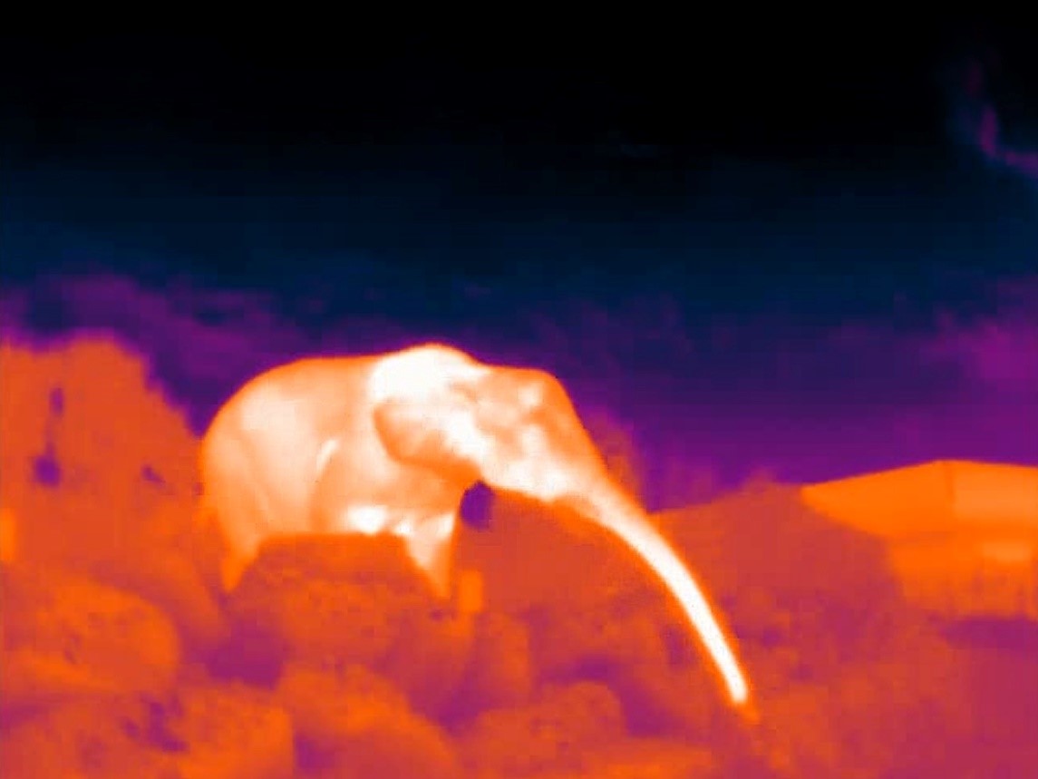 Thermal image of an African elephant