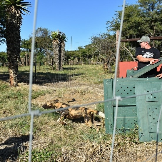 Release of African hunting dogs