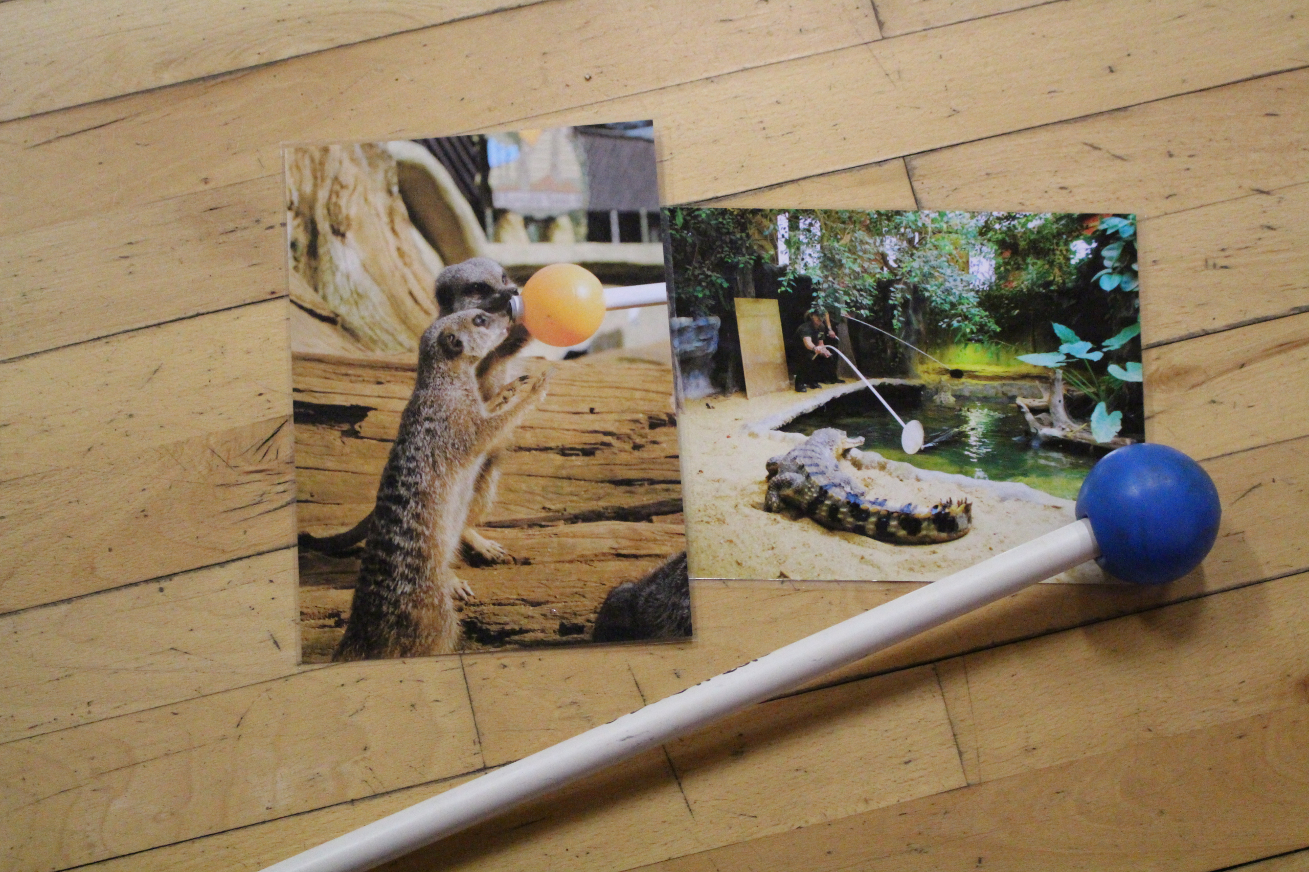 Photographs of animals with target sticks